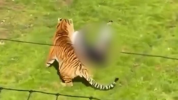 thumbnail video harimau serang pria