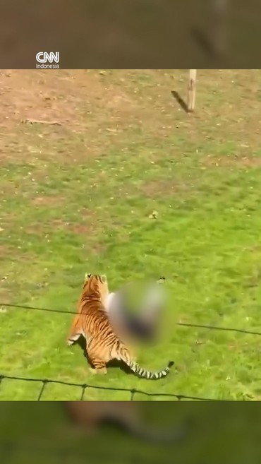 thumbnail video harimau serang pria