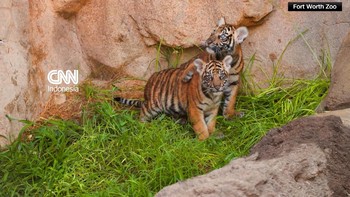 thumbnail video barani dan malu harimau