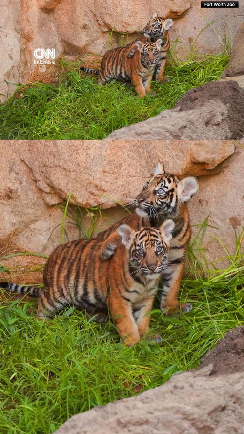 thumbnail video barani dan malu harimau