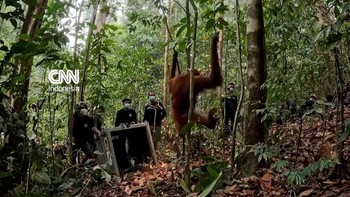 thumbnail video orangutan di kalimantan