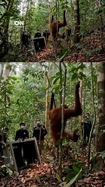 thumbnail video orangutan di kalimantan
