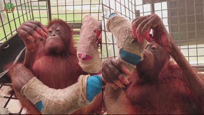 Bertahan di Atas Pohon Saat Dikepung Kebakaran Hutan, Orangutan Novita Kini Kehilangan 4 Jari