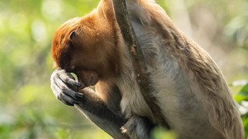 Seekor bekantan (Nasalis larvatus) bertengger di pohon Pulau Curiak, Kabupaten Barito Kuala, Kalimantan Selatan.