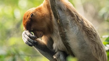 FOTO: Menjaga Ruang hidup Bekantan di Tengah Asap Karhutla Kalimantan