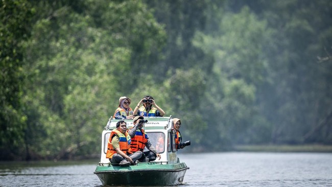 Petugas Yayasan Sahabat Bekantan Indonesia (SBI) melakukan pemantauan habitat bekantan (Nasalis larvatus) di Pulau Curiak, Kabupaten Barito Kuala, Kalimantan Selatan.