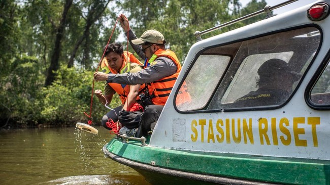 Petugas Yayasan Sahabat Bekantan Indonesia (SBI) mengecek kadar air sungai saar pemantauan habitat bekantan (Nasalis larvatus) di Pulau Curiak, Kabupaten Barito Kuala, Kalimantan Selatan.