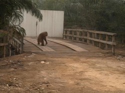 Rumahnya Terbakar, Orang Utan Keluar ke Jalan Raya demi Cari Makan