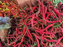 Cabai Rusak di Parepare Diobral Rp 55 Ribu/Kg Saat Harga Mahal