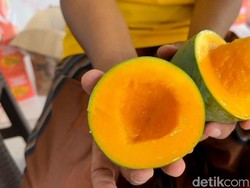 Video: Berkah Kemarau, Petani Mangga Alpukat Pasuruan Meraup Rp5 Juta