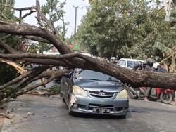 Pohon Tumbang Timpa Mobil Saat Melintas di Jl Sutami Makassar