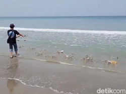 Video: Ramai-Ramai Transplantasi Karang Demi Pulihkan Ekosistem Laut