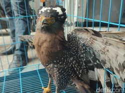 Cerita Warga Ciamis Selamatkan Satwa Dilindungi Elang Ular Bido