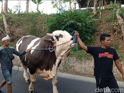 Kenalan dengan Robin Hood, Sapi Raksasa 1,4 Ton Asal Sumedang