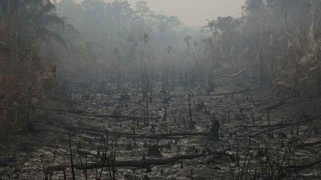 Hutan Amazon 'Sang Paru-Paru Bumi' Terbakar Dampak El Nino