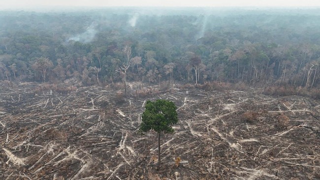 Hutan Amazon 'Sang Paru-Paru Bumi' Terbakar Dampak El Nino
