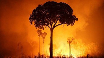 Hutan Amazon 'Sang Paru-Paru Bumi' Terbakar Dampak El Nino