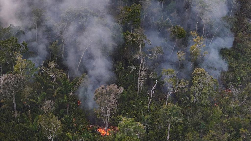 Deforestasi Hutan Hujan Amazon Cetak Rekor Terendah dalam Sejarah
