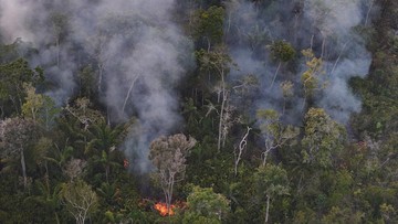 Deforestasi Hutan Hujan Amazon Cetak Rekor Terendah dalam Sejarah