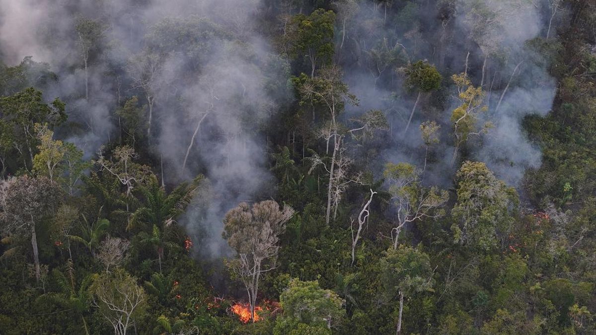 Ilustrasi berita Teknologi: Deforestasi Hutan Hujan Amazon Cetak Rekor Terendah dalam Sejarah