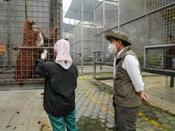 Menhut Tahu Orang Utan Tak Bisa Minta Tolong Saat Kebakaran Kepung Habitat