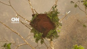 Novita, Orangutan yang Bertahan di Tengah Karhutla