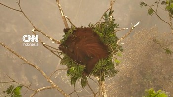 Novita, Orangutan yang Bertahan di Tengah Karhutla