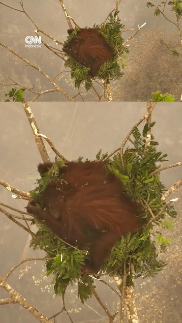 Novita, Orangutan yang Bertahan di Tengah Karhutla