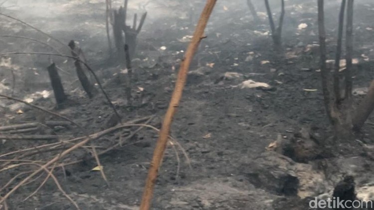 ScreenshotSisa lahan yang ludes terbakar karhutla di Kalsel&period;