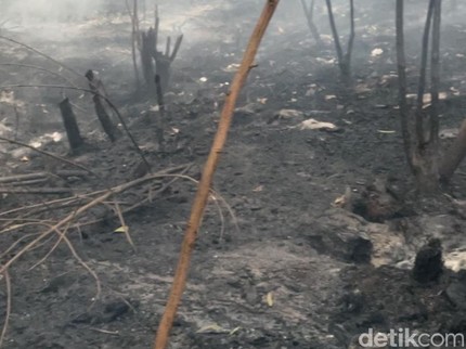Bertambah Jadi 10, Ini Daftar Perusahaan RI yang Kena Peringatan Singapura soal Karhutla
