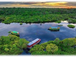 Taman Nasional Tanjung Puting, Rumah Flora Fauna Langka yang Sedang Terbakar