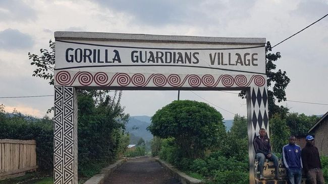 Wisata Rwanda, Tegang Membuntuti Jejak Gorila di Negeri Seribu Bukit