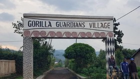 Wisata Rwanda, Tegang Membuntuti Jejak Gorila di Negeri Seribu Bukit