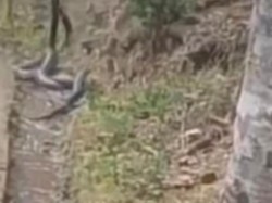 Heboh 4 Kobra Jumbo Kawin di Curug Bangkong Kuningan