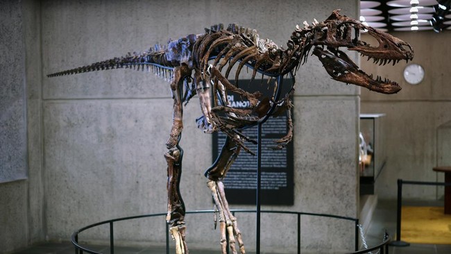 FOTO: Jodi, Dinosaurus Kerabat Dekat T-Rex yang Akan Dilelang