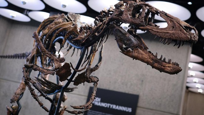 FOTO: Jodi, Dinosaurus Kerabat Dekat T-Rex yang Akan Dilelang