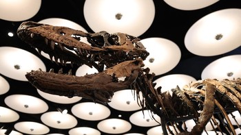 A view of a Nanotyrannus dinosaur skeleton named "Jodi" during a preview of upcoming auctions at Sotheby's in New York City on October 13, 2026. The Nanotyrannus skeleton example is one of only three Nanotyrannus skeletons known to exist.  "Jodi" wil