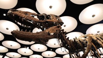 FOTO: Jodi, Dinosaurus Kerabat Dekat T-Rex yang Akan Dilelang