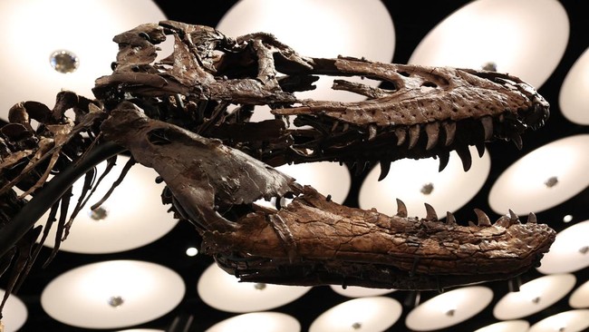 A view of a Nanotyrannus dinosaur skeleton named