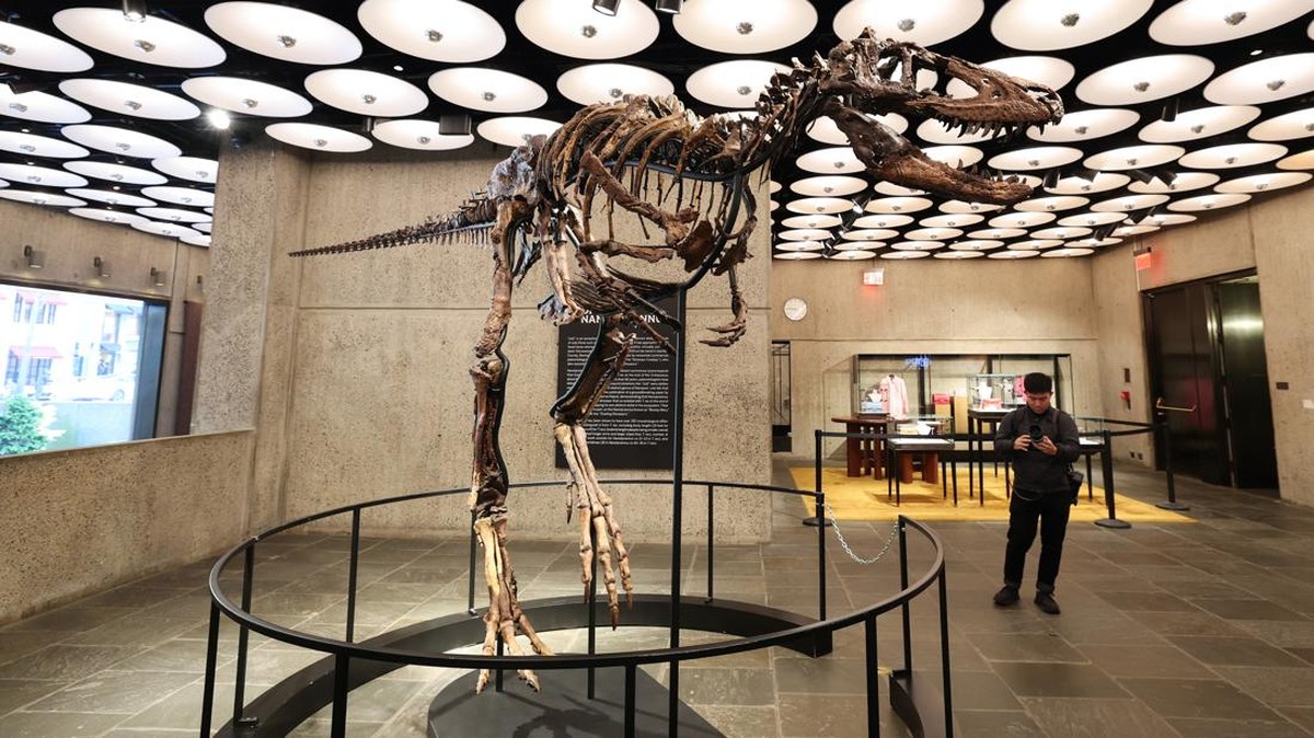 A view of a Nanotyrannus dinosaur skeleton named