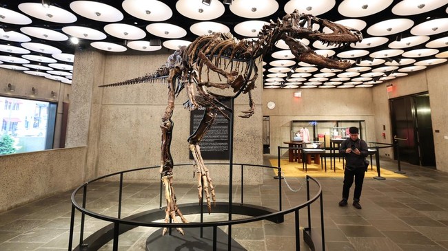 A view of a Nanotyrannus dinosaur skeleton named