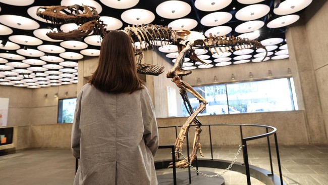 A person looks at a rare Nanotyrannus dinosaur skeleton named