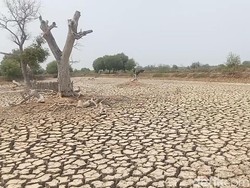 El Nino Mengganas, Ratusan Hektar Tambak di Subang Kering