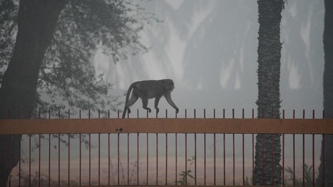 A long-tailed monkey walks on a fence as haze from wildfires covers the area in Palembang, South Sumatra province, Indonesia, October 15, 2026. REUTERS/Abriansyah Liberto