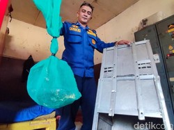 Nasib Ular Hasil Evakuasi Damkar Ciamis: Dilepas atau Diambil?