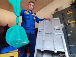 Cerita King Kobra Lepas di Kantor Damkar Ciamis, Petugas Dibuat Geger
