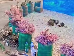 Viral Terumbu Karang Hidup Jadi Hiasan Panggung MTQ di Bima
