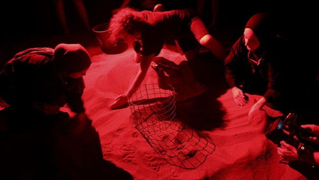 Volunteers monitor a nest while waiting for baby sea turtles to hatch on Iztuzu Beach on Turkey's Mediterranean coast in Mugla province, Turkey, September 3, 2026. REUTERS/Dilara Senkaya