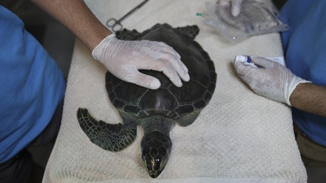 An injured sea turtle missing a flipper is examined by officials from the Sea Turtle Research, Rescue and Rehabilitation Center (DEKAMER) upon its arrival at the centre on Iztuzu Beach on Turkey's Mediterranean coast in Mugla province, Turkey, Septem