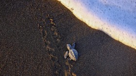 A baby loggerhead turtle crawls towards the sea on Iztuzu Beach on Turkey's Mediterranean coast in Mugla province, Turkey, September 3, 2026. REUTERS/Dilara Senkaya